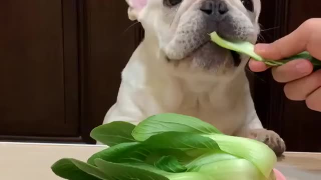 Dog Eating ASMR Video Mukbang