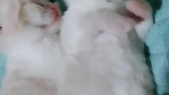 𝘾𝙪𝙩𝙚 𝘾𝙖𝙩 𝙁𝙪𝙣𝙣𝙮 𝘼𝙣𝙙 𝙑𝙞𝙙𝙚𝙤𝙨😹 𝘾𝙖𝙩𝙨 𝘼𝙧𝙚 𝘾𝙧𝙖𝙯𝙮 𝟚𝟘𝟚𝟙 || Animals TBK #7