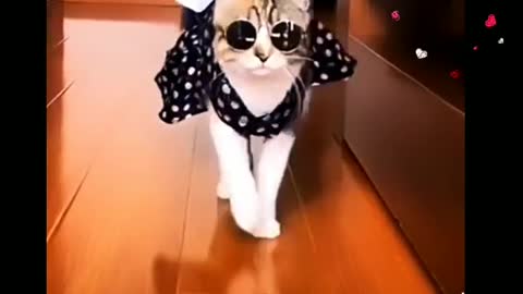 Funny cat video