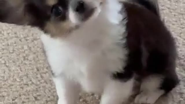 Cute fluffy puppy is sad .