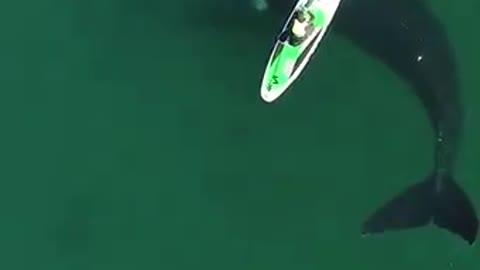 Whale interaction