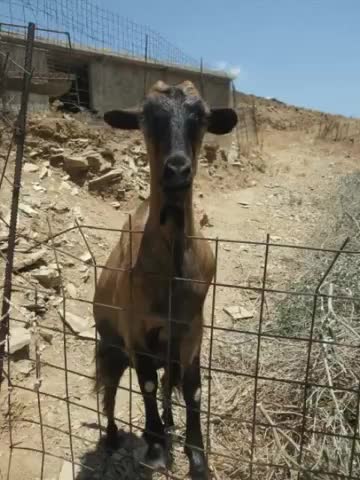 Funny goat .. with Apache