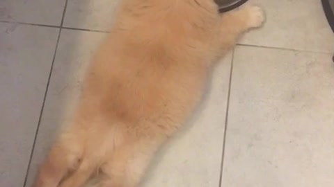 Puppy laying on ground drinking water