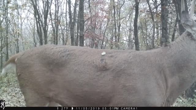 Deer Sneezes Really Loud.