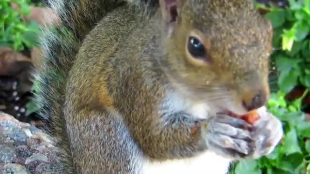 The squirrel concentrates on tasting its delicious food