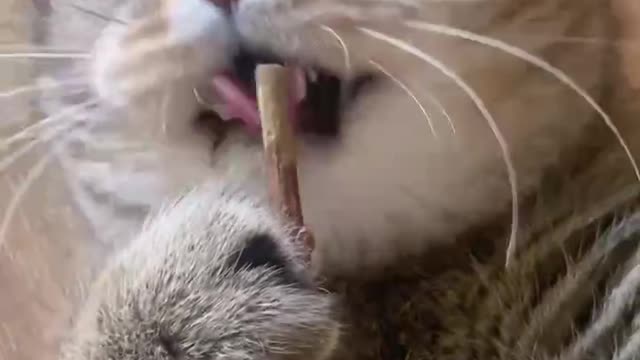 Give the cat a tooth grinding stick from time to time