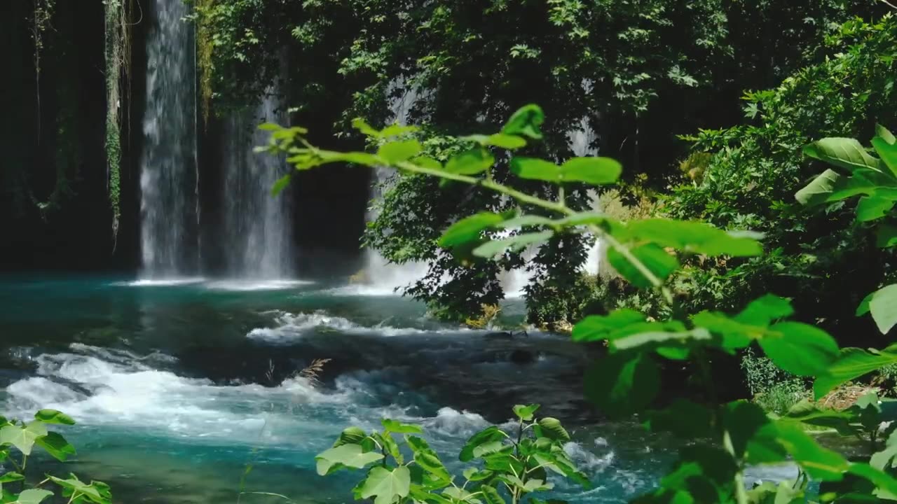 Forest Meditation, Sounds of Nature