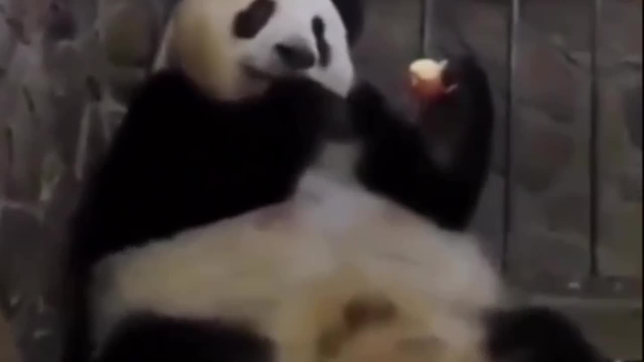 Baby Panda 🐼 gone for an apple 🍎😂😂