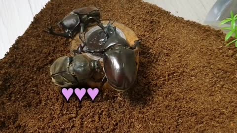 The beatles Hercules beetle Life changes