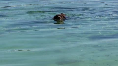 Little dog is totally obsessed with the water