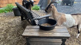 Goats Carmella and Boo Fight for Food 06.2021