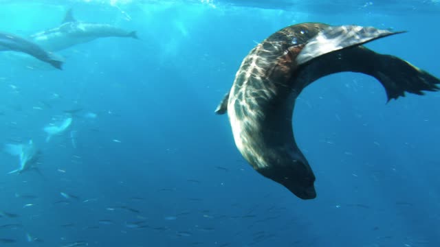 sea ​​lion ATTACKS fish madly