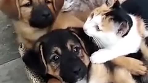 dog funny video, cat funny video