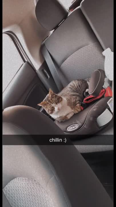 cat jumps in woman's car and makes himself at home.