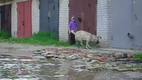 Humor. Dog and a big dirty puddle