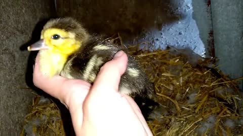 The hatching of ducklings..From A to Z