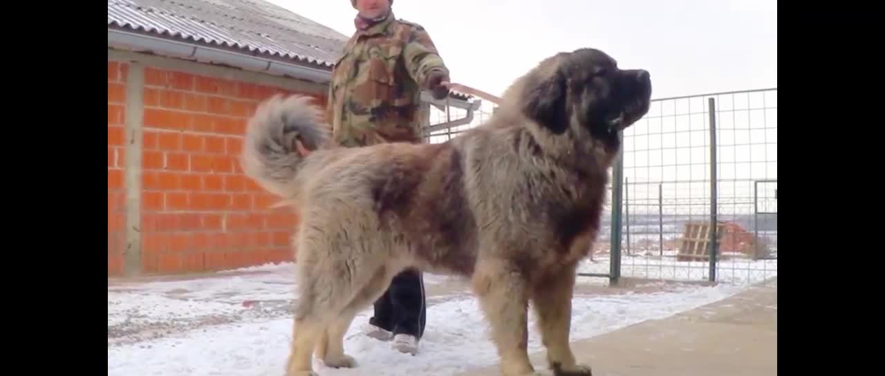 10 most aggressive dogs in the world