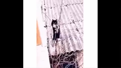 Cat funny moments loved