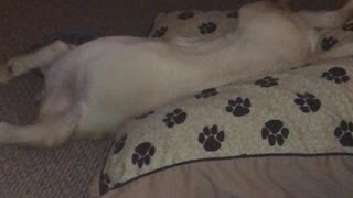 Yellow lab thinks she is running in sleep