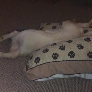 Yellow lab thinks she is running in sleep