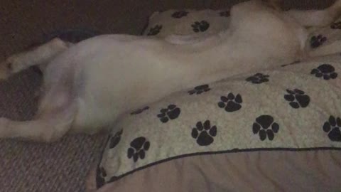 Yellow lab thinks she is running in sleep