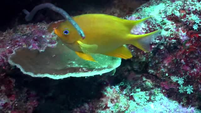 The fish swam freely under the water.!