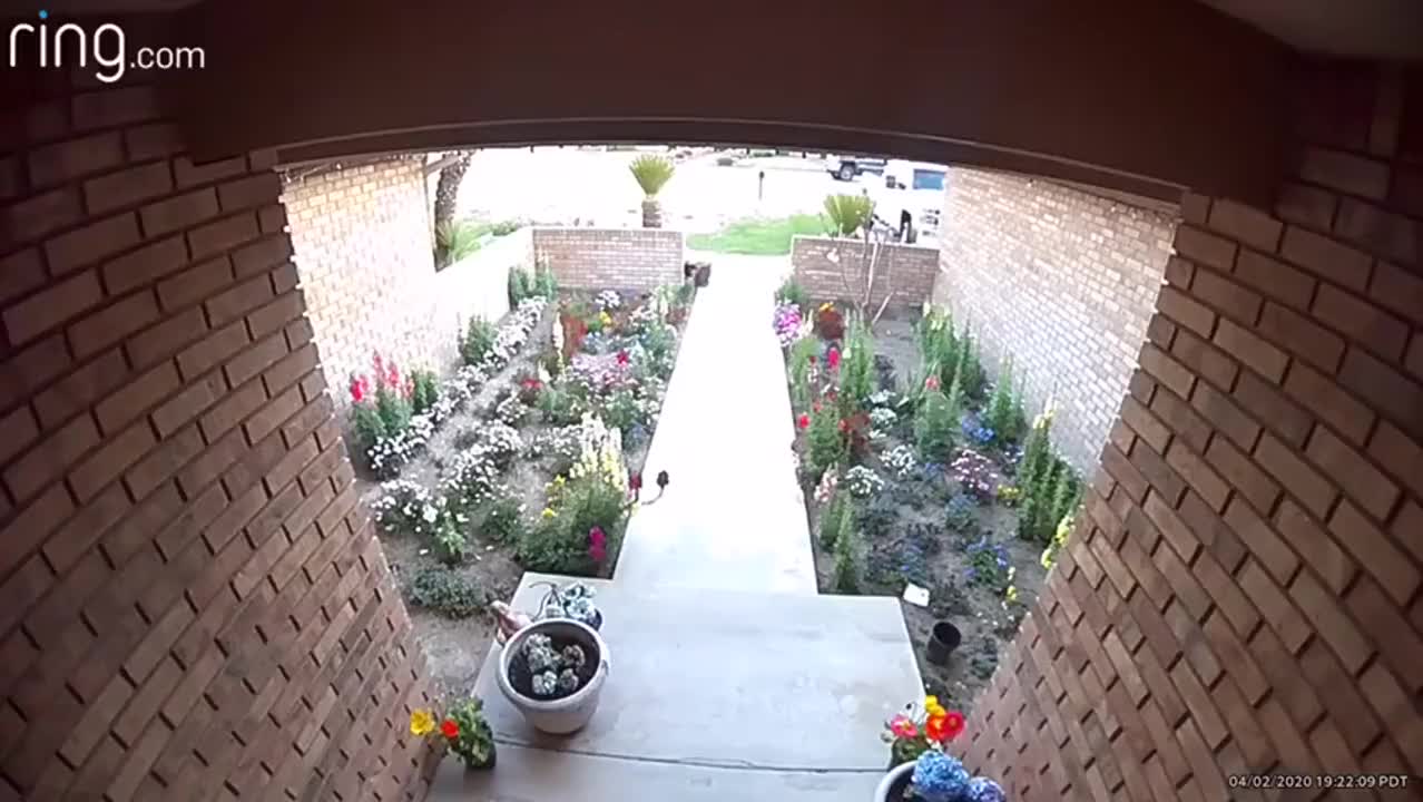 Mom Saves Kids From Pitbull