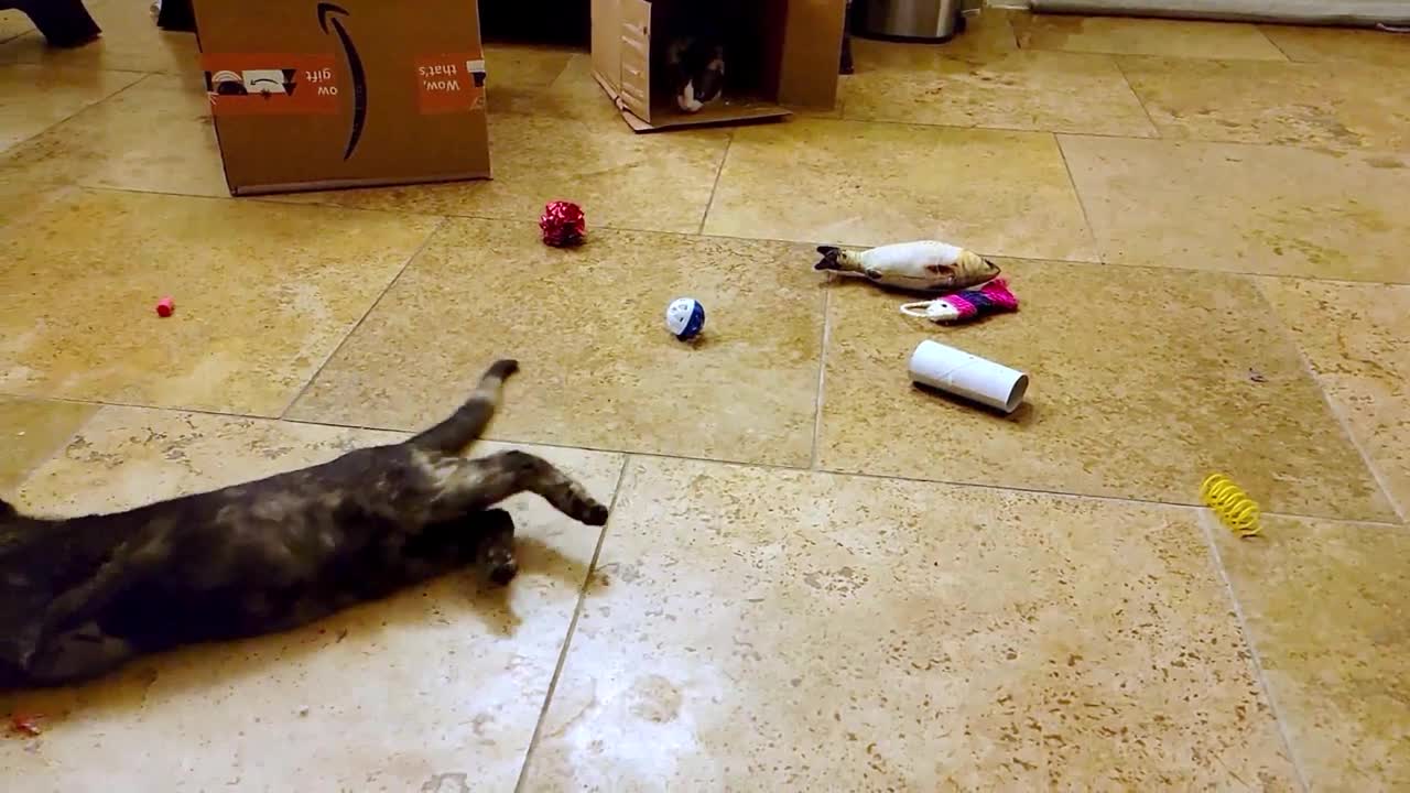 Kittens are thrilled to discover toys in their new rescue home