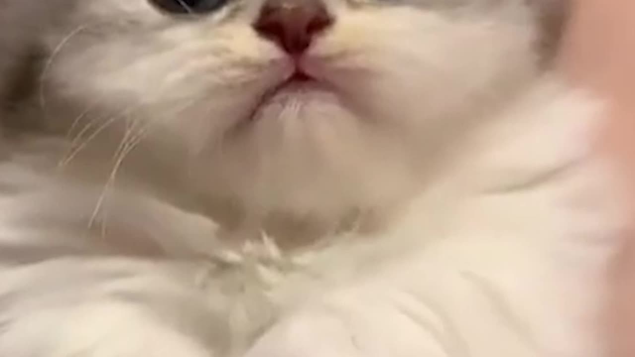 Funny and cute cat videos
