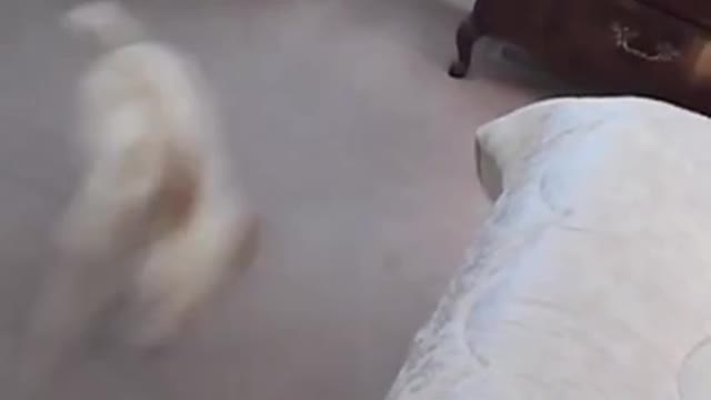 Dog scared of vacuum.