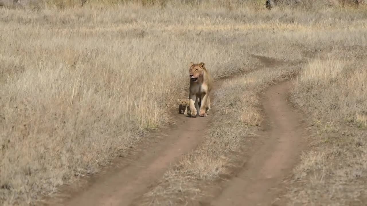 Baby lion cubs go on walk with mom--one says NOPE