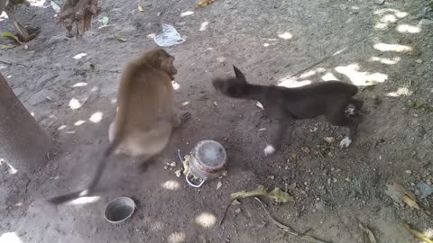 Dog fighting with monkey