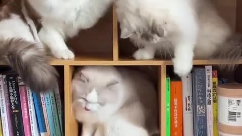 Triangle fights