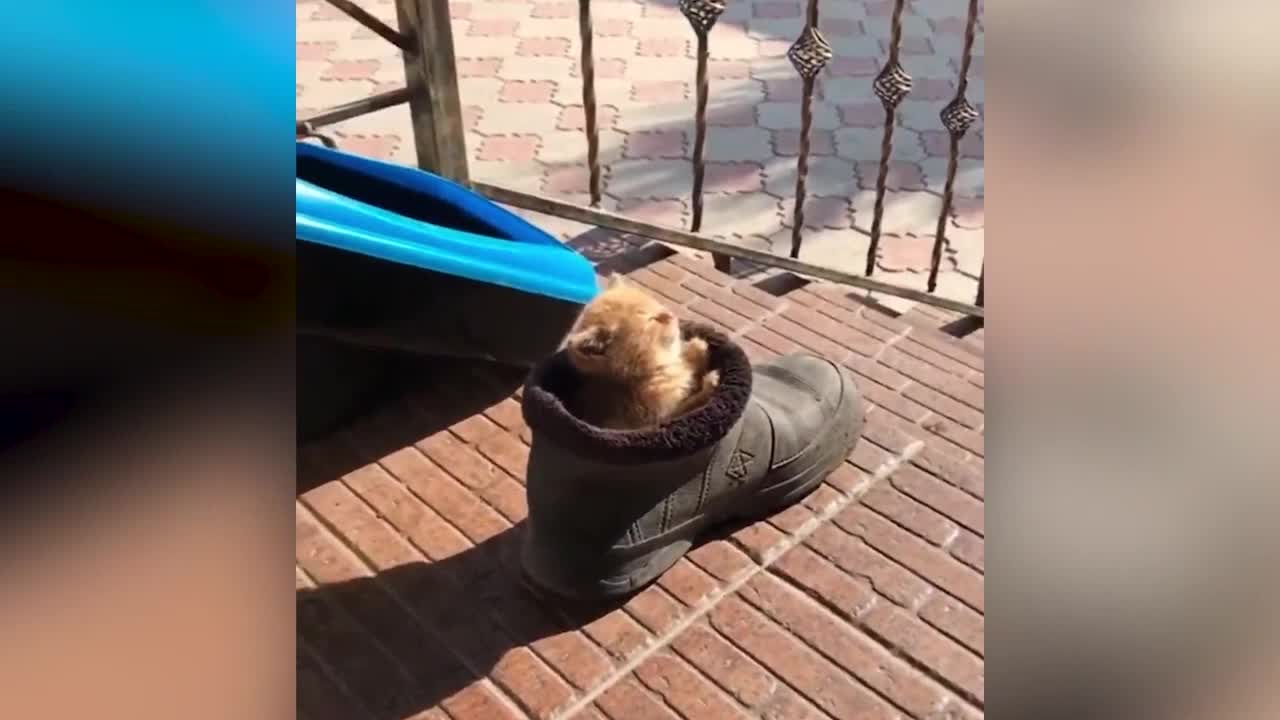 Cat's strange sleeping posture