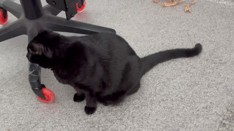 Cute Precious Piper is An Office Chair Inspector - Adopting a Cat from a Shelter Vlog