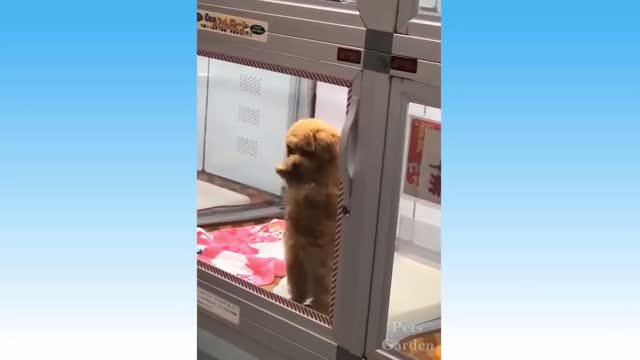 Puppy completely baffled by his mirror reflection