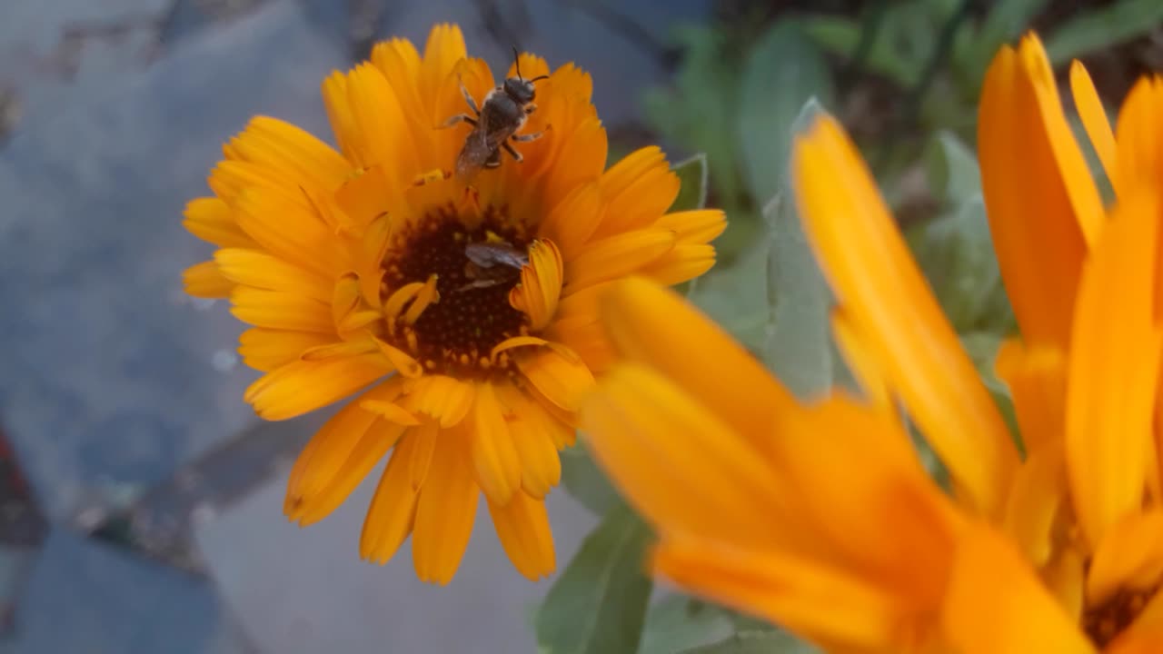 On October 30th the bees are still working