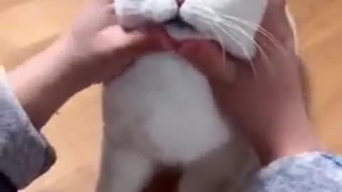 Funny cat reaction