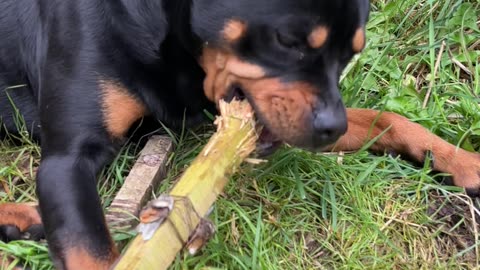 Just chillin Rottweiler