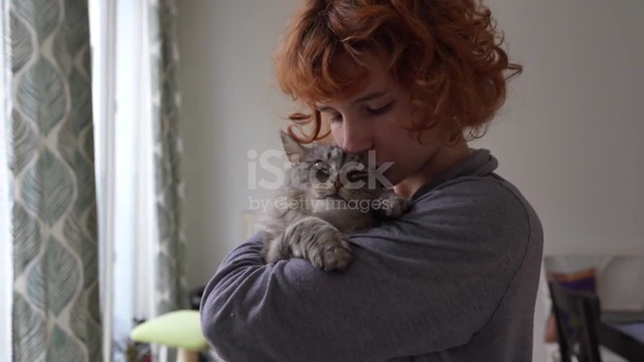 Happy cat At Home With Their Owner 4K stock video