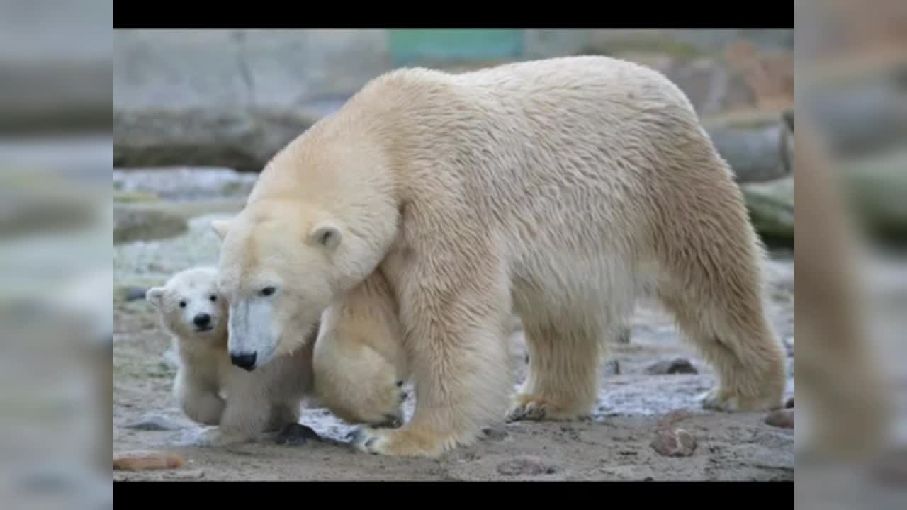 Maternity feelings in animals