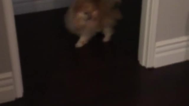 Chow chow spins in hallway