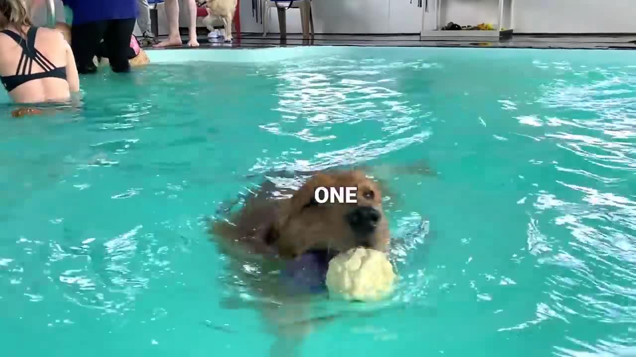 Dog enjoying a Swimming Pool