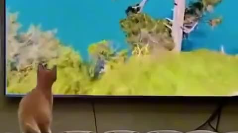 Very fun video