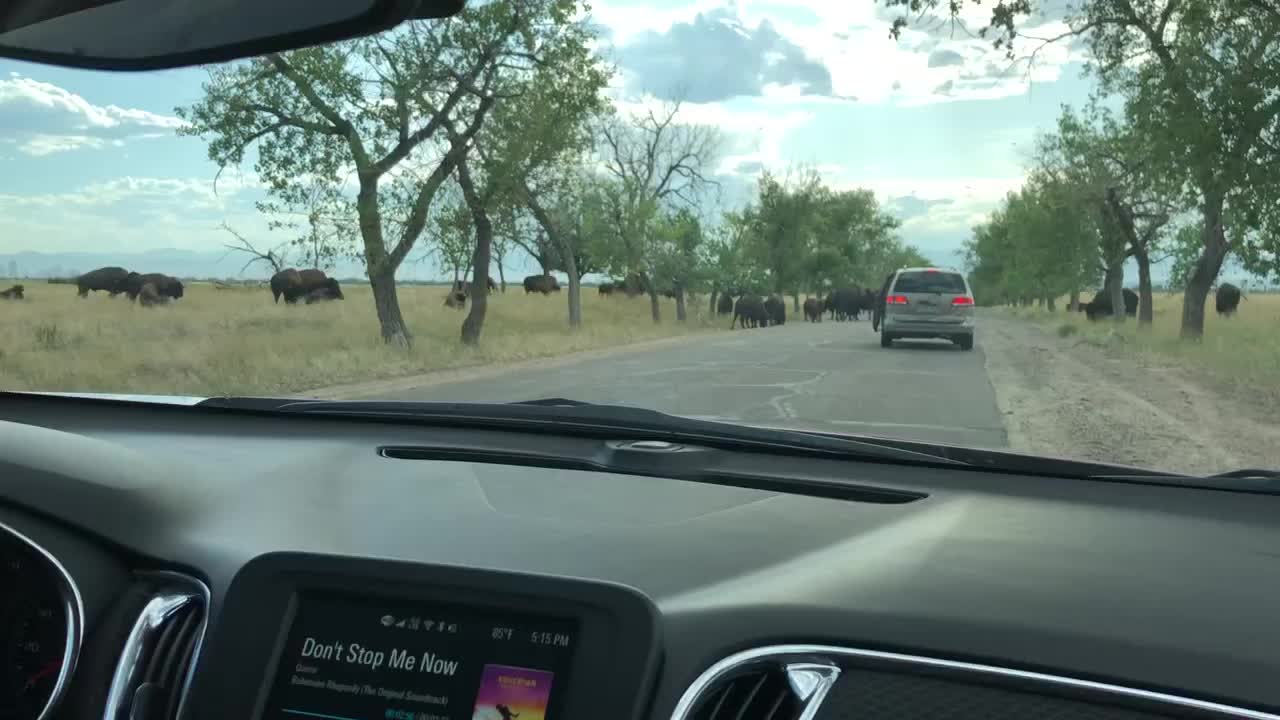 Bison In Denver “What did we get ourselves into?”