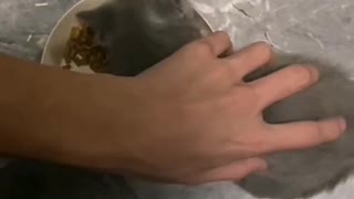 The cute kitten has been here for so long, finally willing to eat