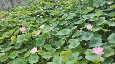 The beauty of the lotus is refreshing