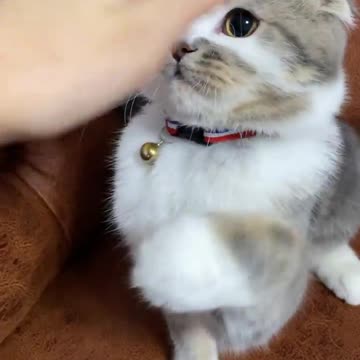 Episode #46 Angry Cat Viral Video