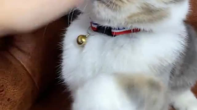 Episode #46 Angry Cat Viral Video