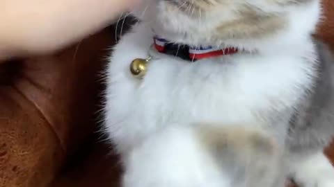 Episode #46 Angry Cat Viral Video